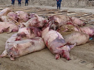 Фермершу, допустившую гибель поголовья свиней, будут судить!