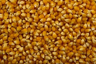 Купим кукурузу дорого, от 100 тонн. Вся Украина.