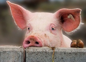 Количество свиней уменьшилось на 8,2%