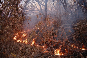 На протяжении прошлой недели в Украине возникло 927 пожаров в экосистемах