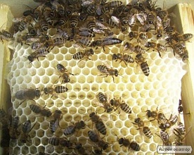 Пчеломатки с пчелопитомника