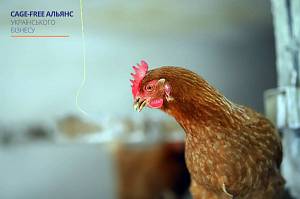 «В мене одразу було розуміння, що це будуть вільні тварини»: «Світ Біо» про виробництво яєць без кліток