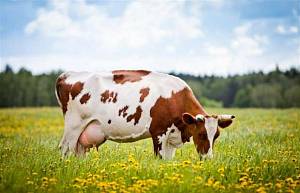Молочнокам'яна хвороба корів