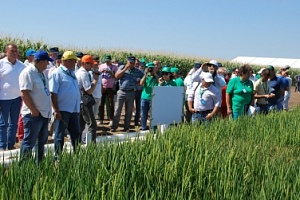 На Херсонщине представили новые технологии выращивания риса на капельном орошении