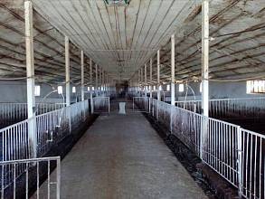 Ферма животноводческий комплекс