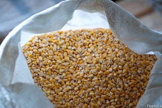Продам кукурузу : целую, молотую, дробленную на корма