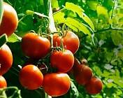 Інноваційний препарат «Пасліній» допоможе отримувати рекордні врожаї томатів, перцю та баклажанів