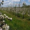 Продається яблуневий сад у Волинській області