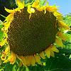 соняшник Нео - високоврожайний, посухостійкий гібрид під гранстар