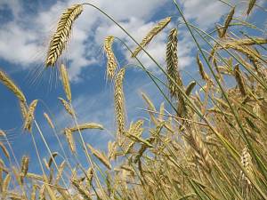 С 10 июня вступает в силу новый стандарт на пшеницу
