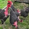 Цыплят двухмесячные породы Голошейки, завезенные с Венгрии