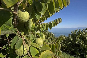 Черимойя - дерево с уникальными десертными плодами  