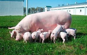 Отримання потомства від свиней