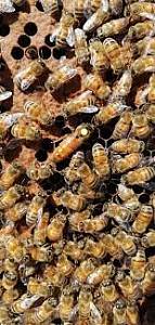 Пчелы линии асиоли