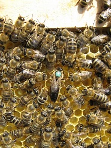 Пчеловодство. Пчелиные плодные (меченые) матки карпатка.  Пчелопакеты