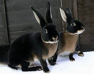 Порода рекс - кролики с бархатным мехом
