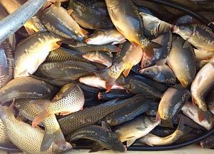 Тіньовий рибний ринок в Україні сягає 6 мільярдів гривень