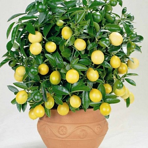 Выращивание лимонного деревца из косточки