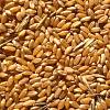 Продамо пшеницю