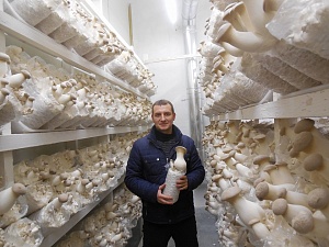 В Украине только одно предприятие выращивает грибы эринги в промышленных масштабах