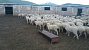 Овцы, бараны на экспорт