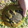 	 насіння соняшника під Гранстар, Євро-Лайтнінг, Класичні гібриди