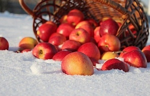 В Бельгии до 75% фруктов пострадали от морозов