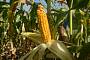Семена кукурузы Артуа ФАО 270