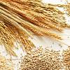 Пшениця, ячмінь, ріпак, горох куплю з місця