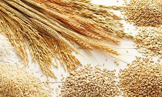 Пшениця, ячмінь, ріпак, горох куплю з місця