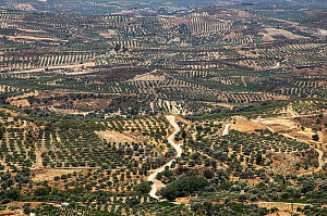 Выращивание оливкового сада: правила посадки и особенности ухода