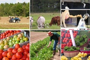 В Украине сократились объемы сельхозпроизводства