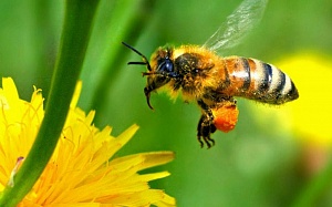 Медоносные пчелы (Первая часть)