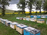 Как создать и организовать собственную пасеку. Что такое пчелопакеты