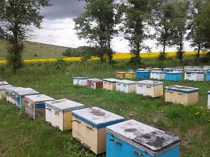 Как создать и организовать собственную пасеку. Что такое пчелопакеты