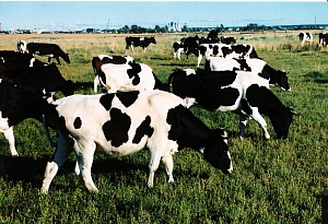 В Хмельницкой области погибли 88 коров