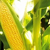 Продам семена кукурузы Тор Seed Gray Compani