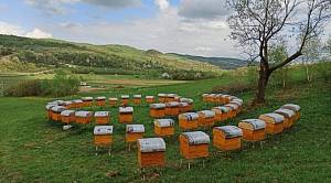 Пчелы линии варроатолеранц 