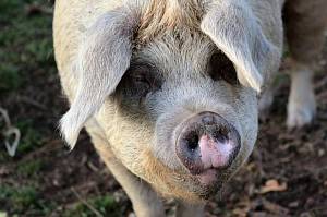 Ринок свинини в ЄС на межі колапсу