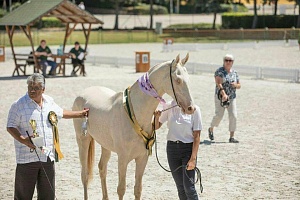 Полтавские кони победили на соревнованиях в Венгрии