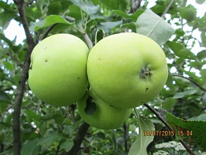 Саженцы яблони сорт "Белый налив" 
