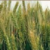 Семена озимой пшеницы 1-й репродукции сорт "Тулуза"