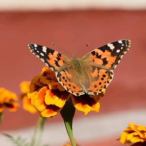 Нашествие желтых бабочек на Полтавщине: есть ли опасность?