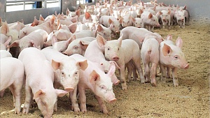 На Прикарпатье погибли более 670 свиней