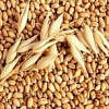 Продам пшеницу урожай 2017