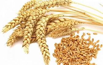 Закуповуємо зернові. Пшениця, жито.