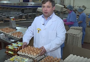Птичий грипп в РФ: 450 тысяч кур будут уничтожены, яйца изымаются из продажи