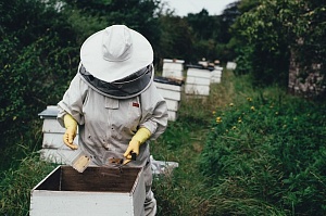 ФАО поддерживает пчеловодство в сельской местности восточной Украины