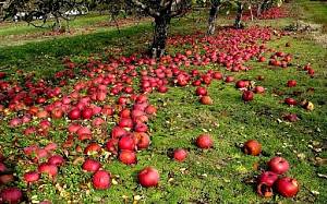 Почему яблоки опадают раньше срока созревания и что с этим делать?