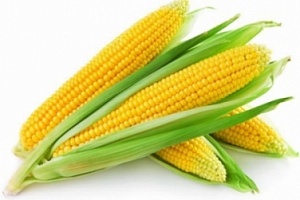 Кения готова закупить 450 тысяч тонн украинской кукурузы